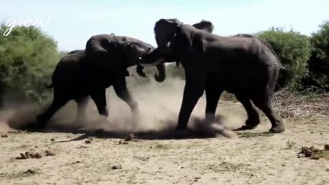 Watch the speed of elephants