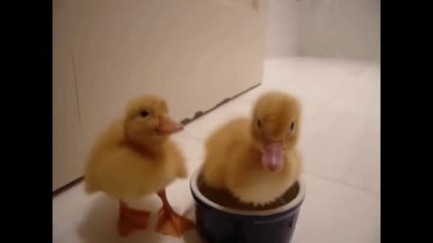 Funny ducklings. Animal memes.