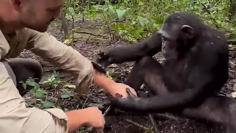 Monkey Washing Hands Of A Visitor. Funny Animal Videos. Must Watch #Monkey #Animals #FunnyVideos