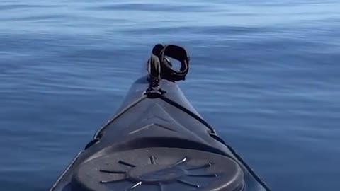 Kayaker's close encounter with 30ft whale off Cornwall