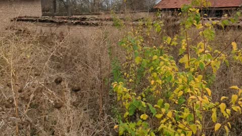 Bought an abandoned house in Bulgaria