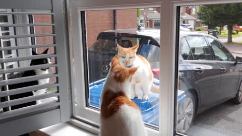 Visitor Cat Tries To Intimidate My Cats