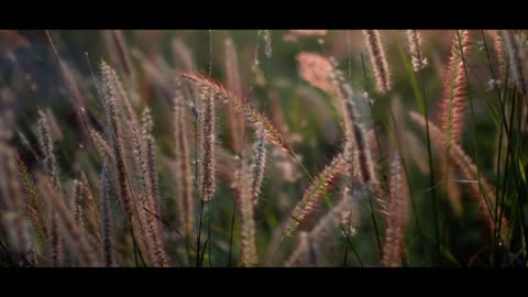 NO COPYRIGHT 4K Nature Cinematography with Cinematic Background Music Nikon D5300