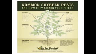 Prof 5 Istvan Rajcan and Milad Eskandari on Soybean Genetics