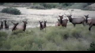 Elk Herd in New Mexico