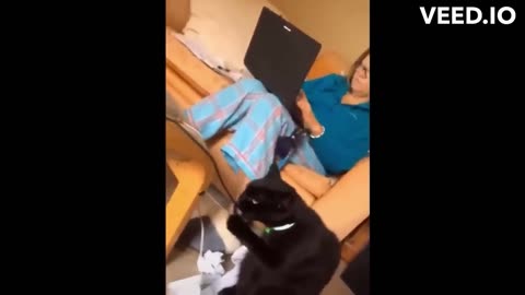 Kitty cat funny videos