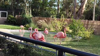 Ostrich in San Diego zoo