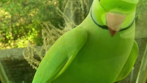birds Green