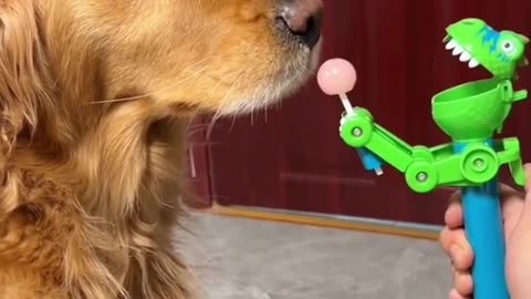 Funny golden dog