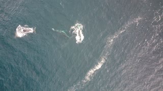 Humpback Whales and Dolphins Playing Together