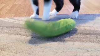 Pickle Spooks Cat!