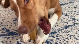 Use 4 TREATS TO CLEAN YOUR DOG’S TEETH! To Make Someone Fall In Love With You