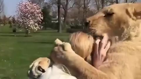 Lions reunite with woman who rescued them!! ❤️