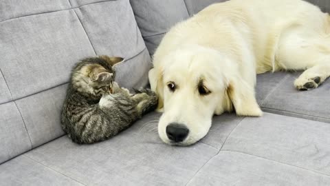 What does a Tiny Kitten do when a Golden Retriever Ignores Him!