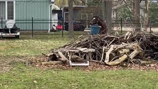 Franklin and His Bucket