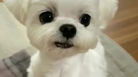 Adorable puppy always hungry cute viral puppy video 😋😅 @weepuppies #rumble #puppy #cute