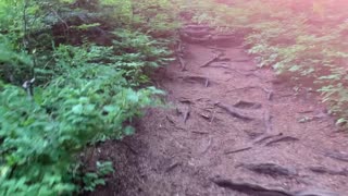 Oregon - Mount Hood - Climbing Up “Root Stairs” at 2x Speed!