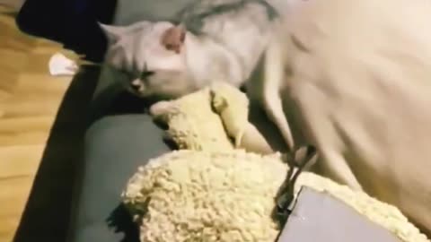 FUNNY CAT VIDEOS