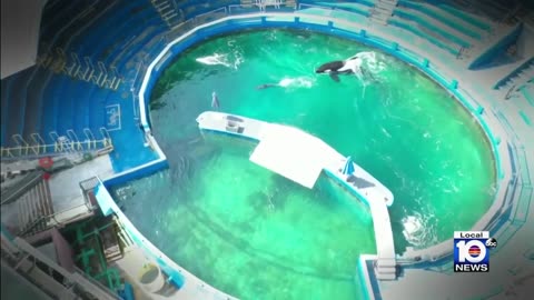 Captive orca lolita dies after serious sign