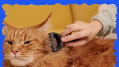 Grooming your cat's mustache in a gentle way