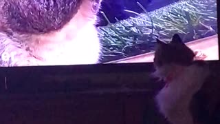 My cats a TV junkie