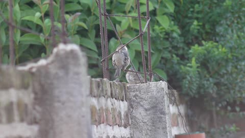 Sparrow Wing Nature Birds Feather Beak Animal
