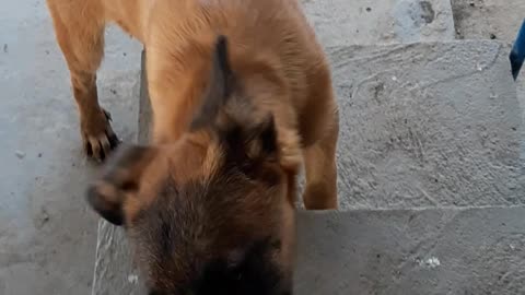 playful dog