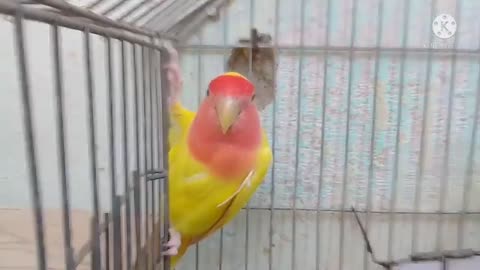 Cute love bird singing voice color perrot