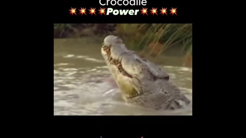 Crocodile splits Deer in to Two