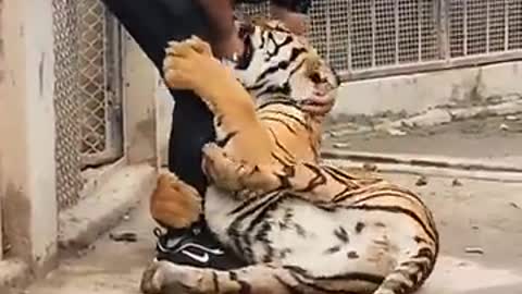 bengal tiger attack nouman ali khan 2018 a bengal tiger