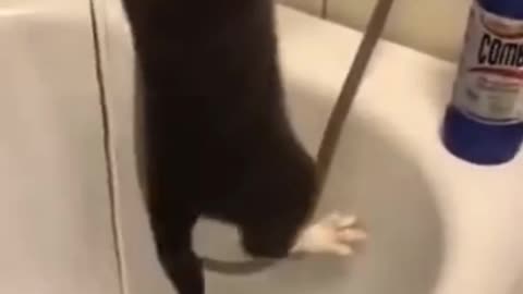 Funny Cat Drinking Tap Water