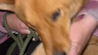Mom Takes a Bite of her Dog’s Ear