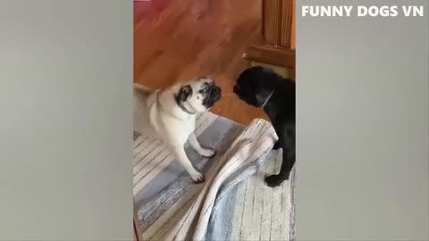 Funniest 🐶 dogs and 😺 cats best funniest animals video 2023# 1