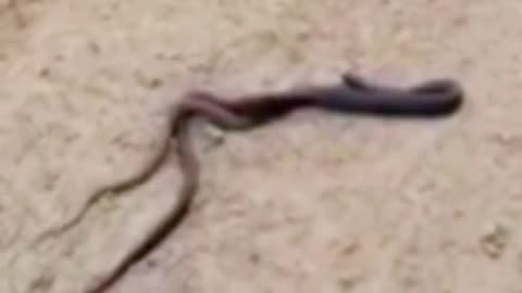 Snake eats snake Part 2 #wildanimals #snake #snakesoftiktok #animals