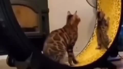 Cat playing short video