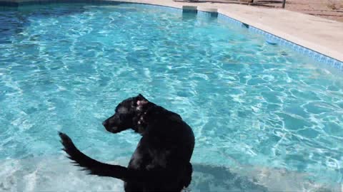 LABRADOR’S FIRST POOL DAY OF THE SUMMER!!