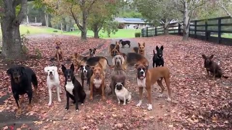 Veteran and His Trained Pack of Rescue Dogs | Farm Family Simple Life | Happy Dog Videos