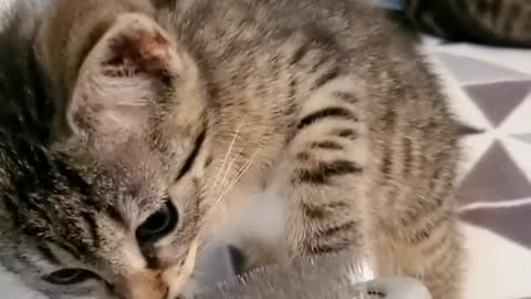 Funny cat video.