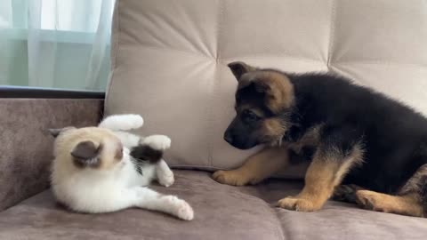 German Shepherd Puppy and Kitten Playing!