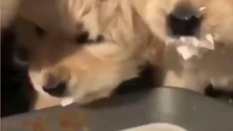 funny cute puppy videos