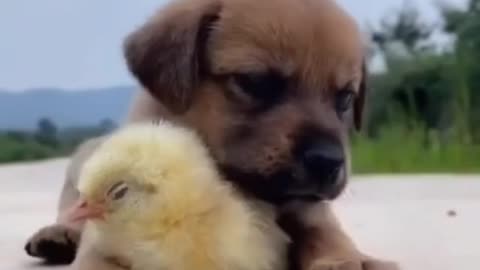 Sleepy puppy does not want to let go of his friend.🐶🐤💛