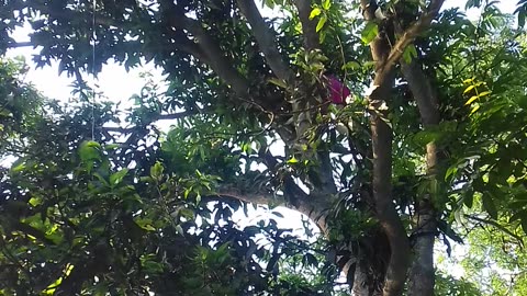 A boy is extracting honey from the honey moon of a mango tree