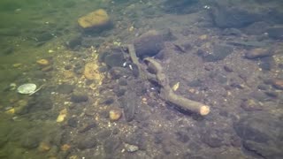 Several Guns Found Deep Underwater Scuba Diving River!