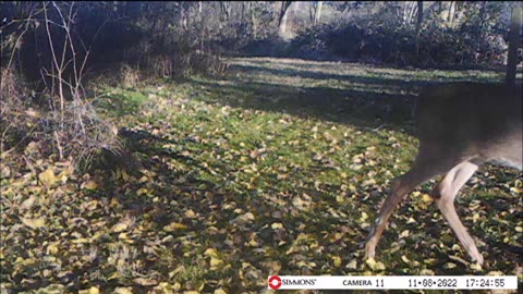 Backyard Trail Cams - Young Twin Deer Under Mulberry Tree