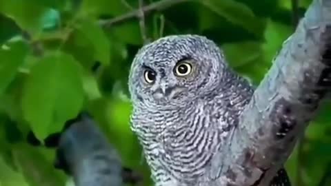 Animal Encyclopedia Owl