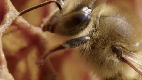 Honeybee Ads Animation 5