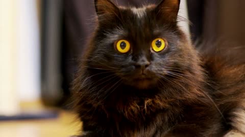 Adorable big black norwegian forest cat playing in the house. Shot in 6K on cinema camera