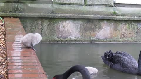 Black Swan Cygnets jump into the lake