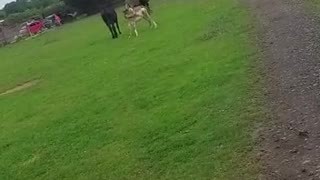Possessive Donkey Follows Woman