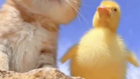 Kitten and Duckling Friendship #shorts #viral #shortsvideo #video